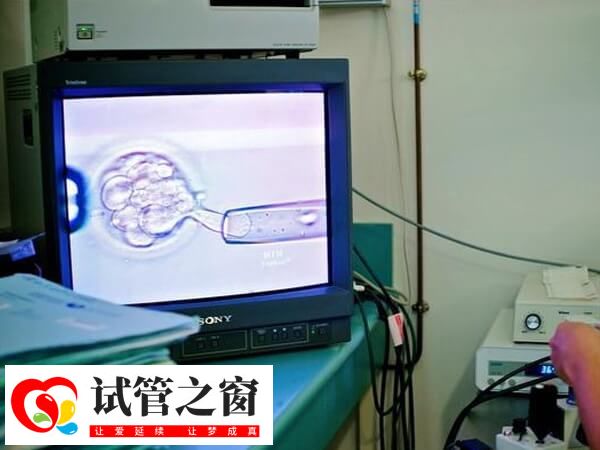 取卵后成功培育2个优质胚胎成功率约40%