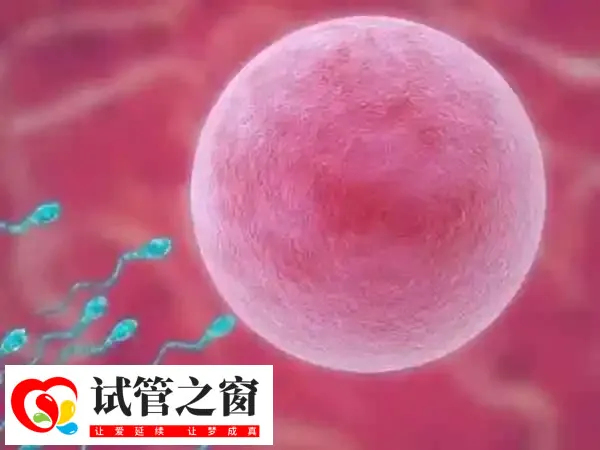 囊胚在体外培养到第五或第六天时会发育成熟