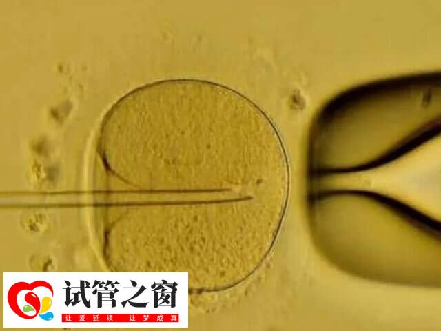 中等质量囊胚的发育能力还是不错的