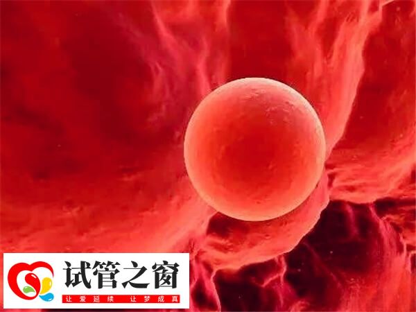 中等质量囊胚移植成功率50%左右