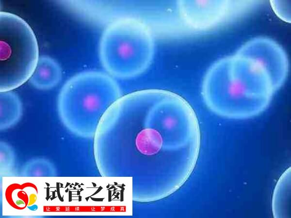 人工周期移植冻胚一般不需要等卵泡排掉