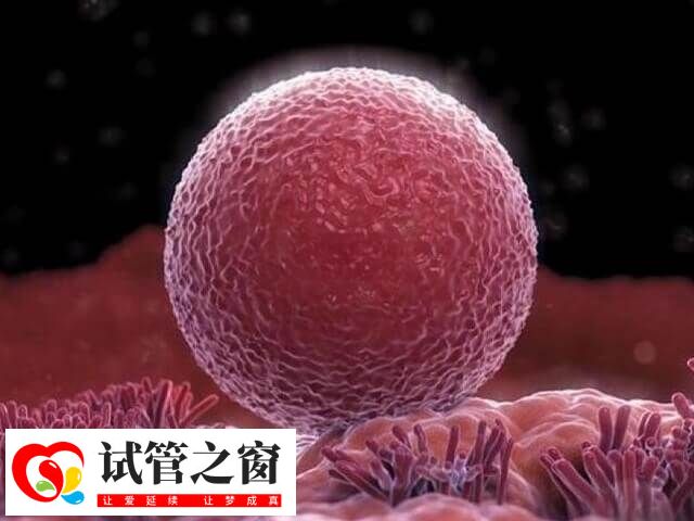试管移植时间并非固定在月经的某一天