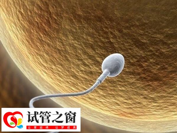 射精精子中的DNA碎片量高于睾丸精子