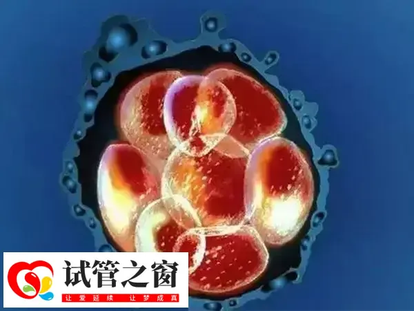 胚胎培育数量少会影响试管成功率