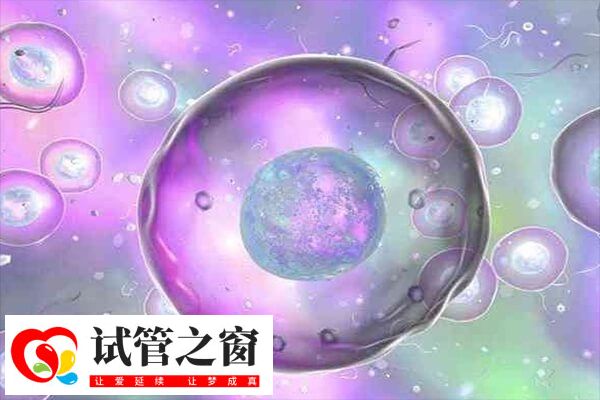 胚胎养囊的成功率取决于胚胎的质量