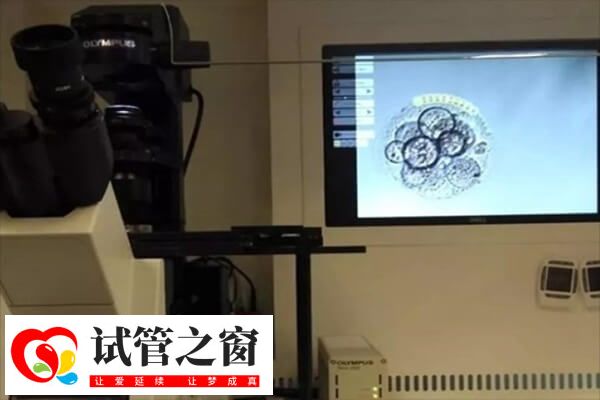 胚胎养囊这是胚胎筛选的过程