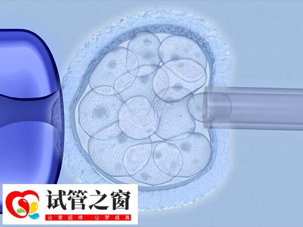 三级胚胎也有可能发育成囊胚