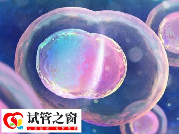 碱性体质容易生育龙凤胎
