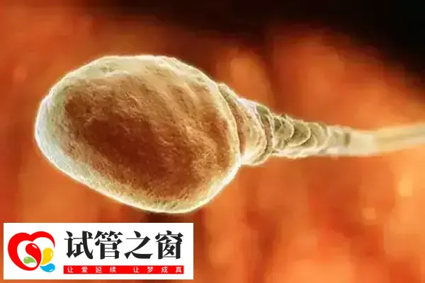 国内单身不可购买人类精子库精子