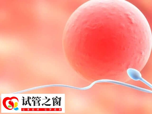 目前国内领养需符合民政部门规定的条件