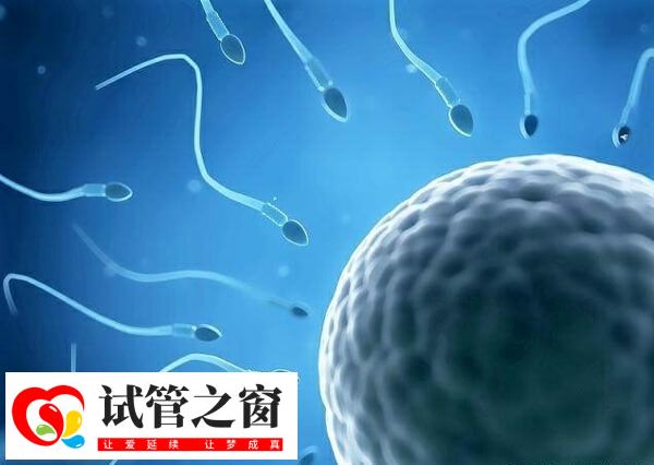 拉拉可以选择供精试管婴儿