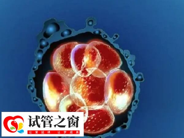 试管婴儿健康状况与自然受孕婴儿相当