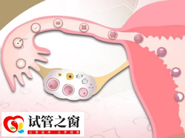 试管促排卵需要一定时间