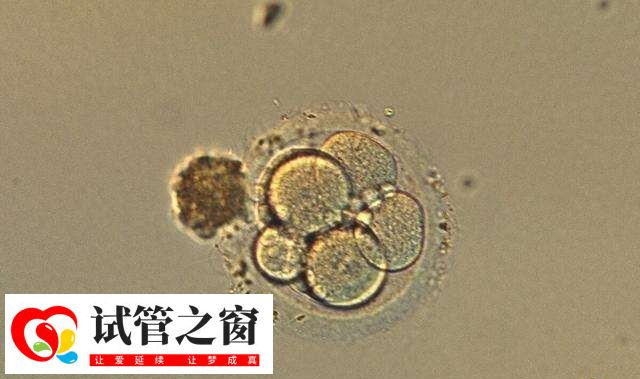 囊胚更符合子宫生理状态