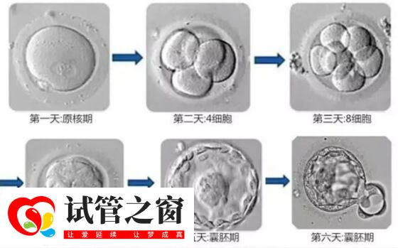 囊胚培养过程