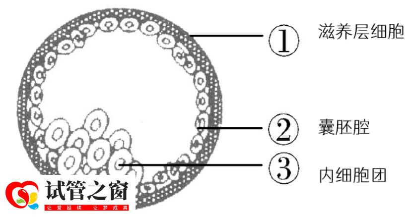 养囊从哪天开始算(图2) 囊胚结构
