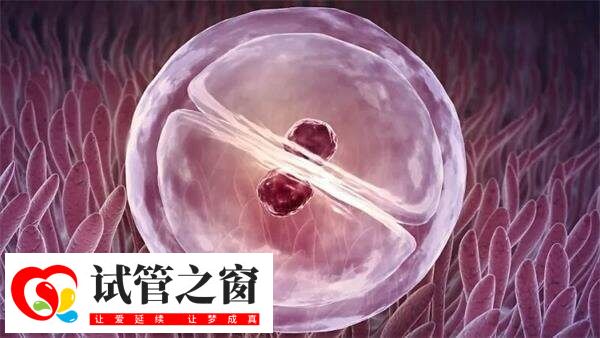 移植12天测白板成功希望不大