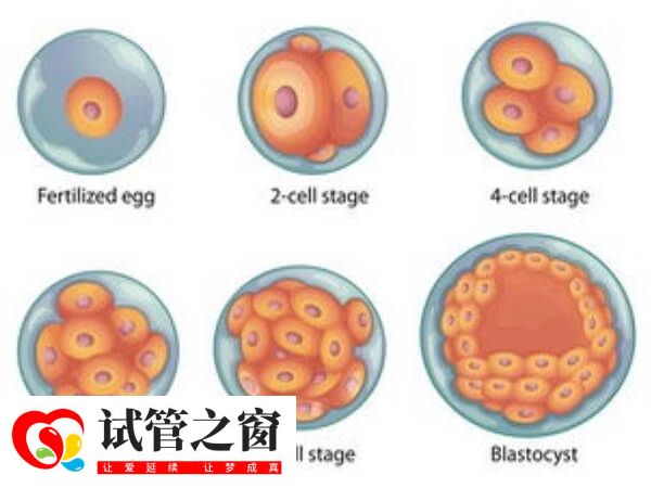 三天鲜胚等级如图