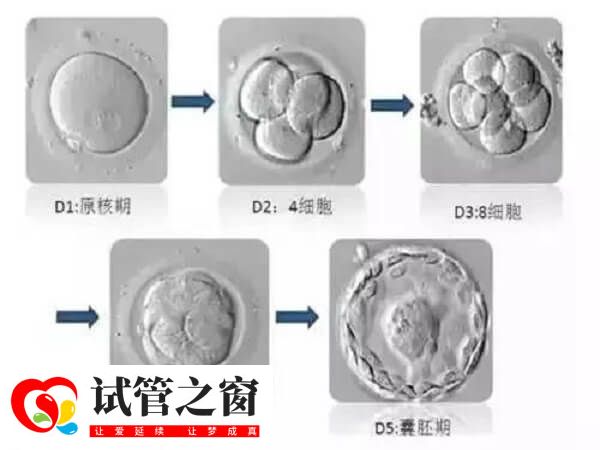 囊胚4AB比4BA好