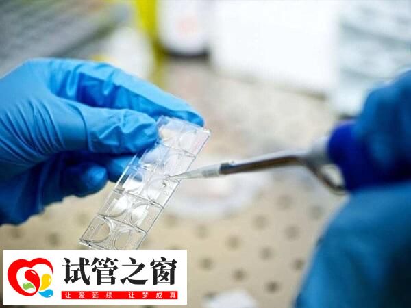 囊胚4aa是一级胚胎