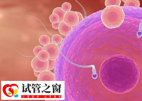 贺美奇有促排的作用