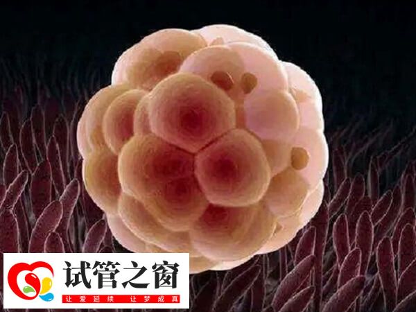 35岁以上女性被定义为高龄生育人群