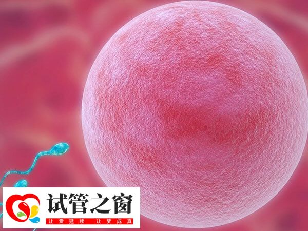 50岁供卵试管婴儿移植成功率不高