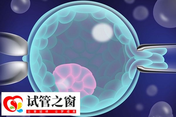 优胚和囊胚移植哪个好(图1) 囊胚妊娠率高