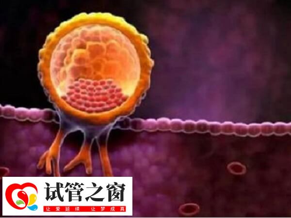 子宫内膜是胚胎着床的重要场所