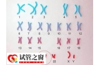 胚胎整倍体+16是什么意思